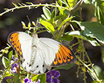 Great Orange Tip
